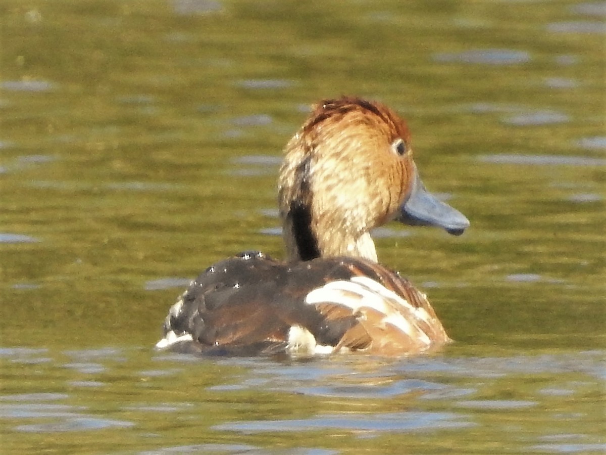 Dendrocygne fauve - ML242508821