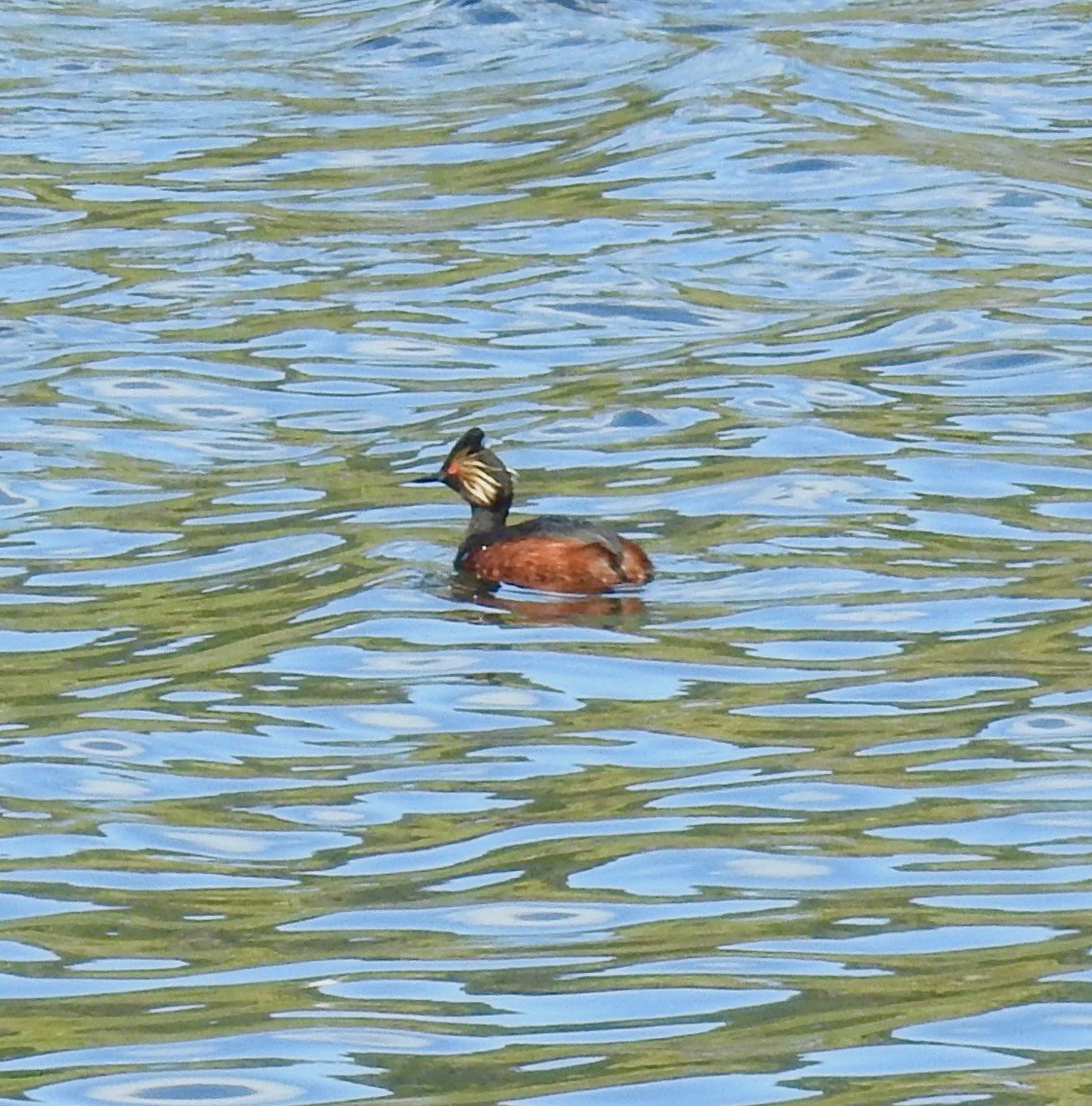 Eared Grebe - ML242509631