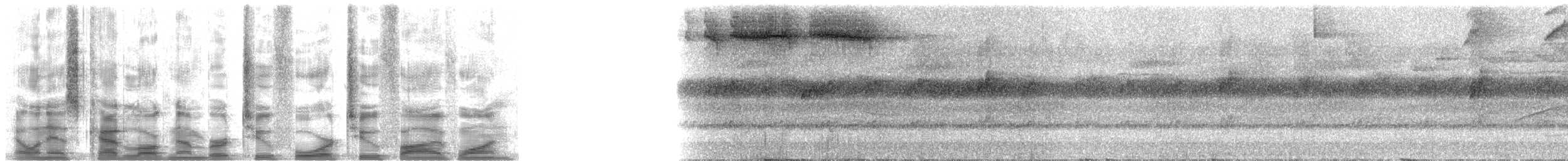 Pectoral Sparrow - ML24251