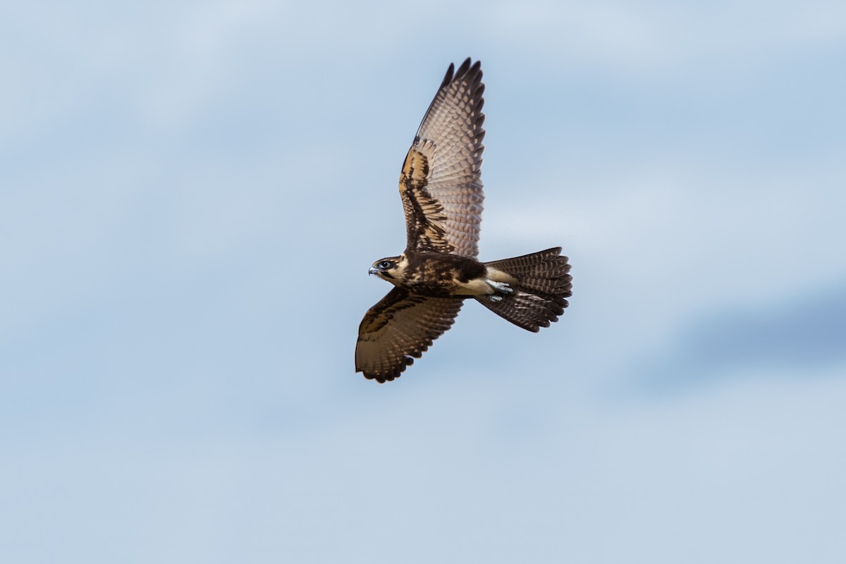 Brown Falcon - Stefan Hirsch