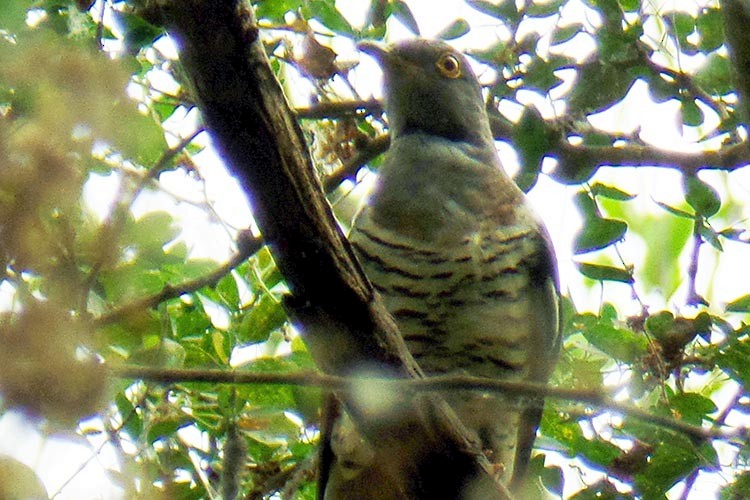 Oriental Cuckoo - ML242510331