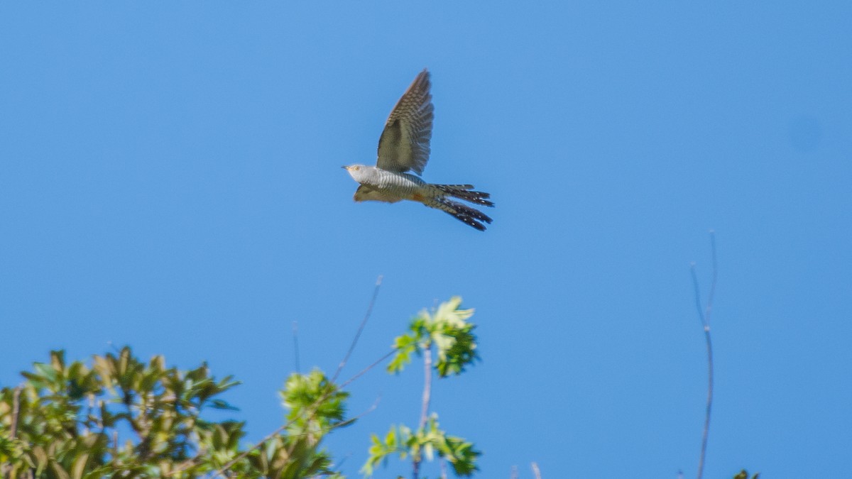 Common Cuckoo - Huseyin Keles