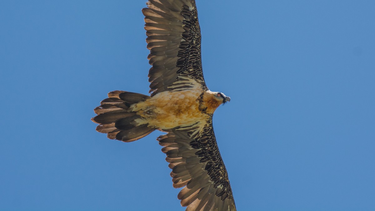 Bearded Vulture - ML242512751