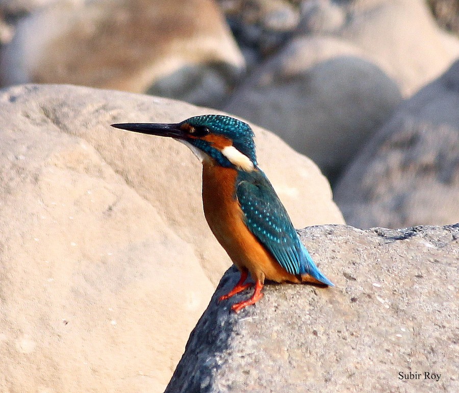 kingfisher sp. - eBird