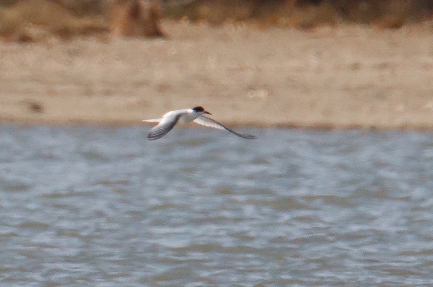 Arctic Tern - ML24251401