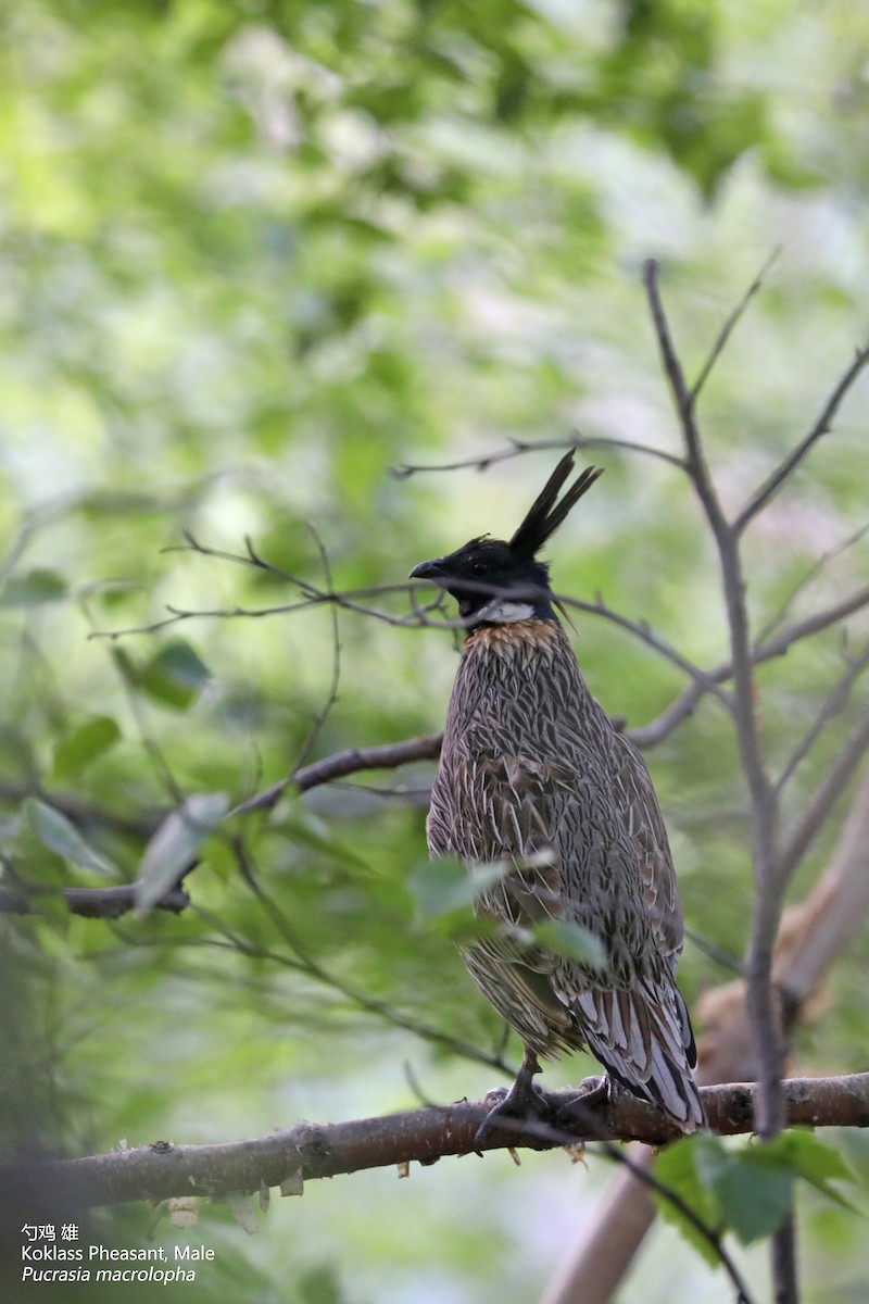 Koklass Pheasant - Zhen niu