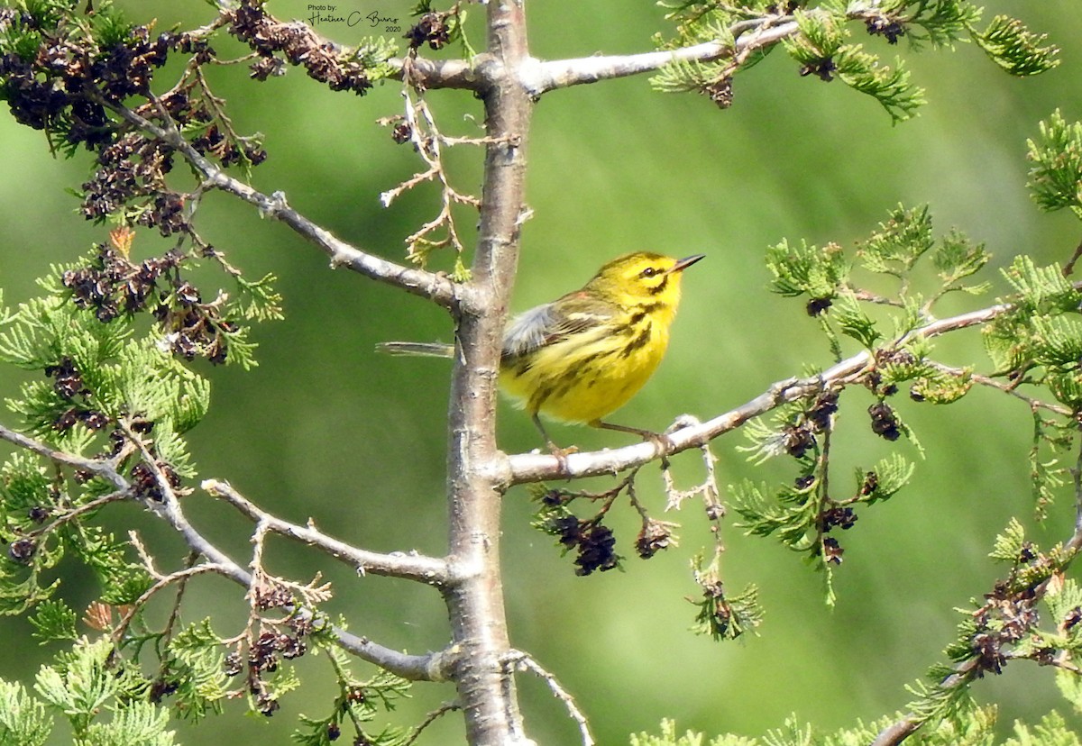 Prairie Warbler - ML242515901