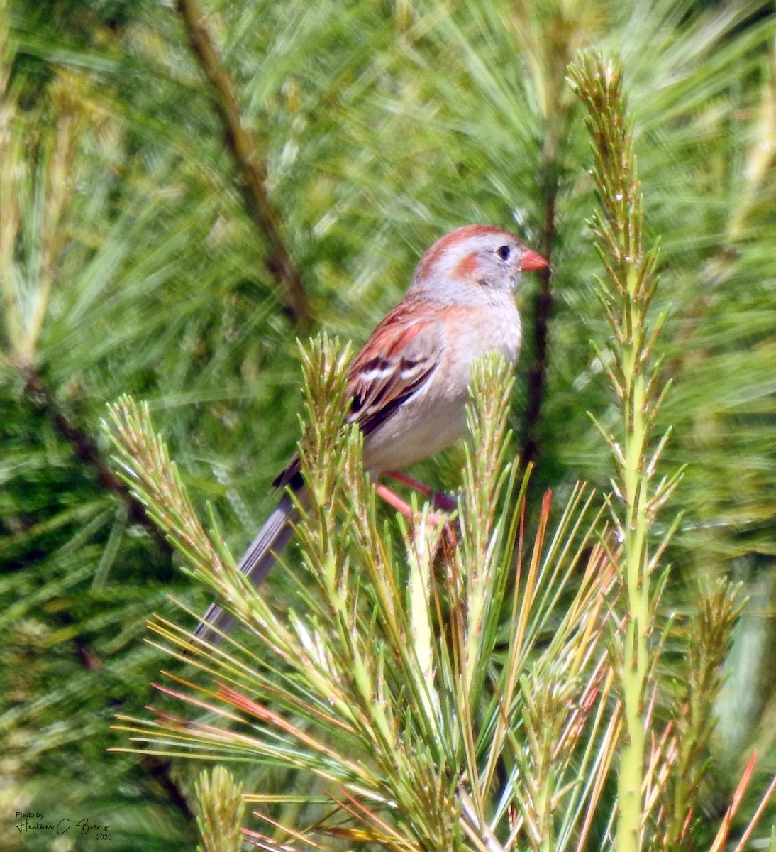 Field Sparrow - ML242515931