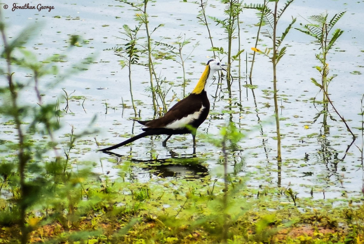 Pheasant-tailed Jacana - ML242516121