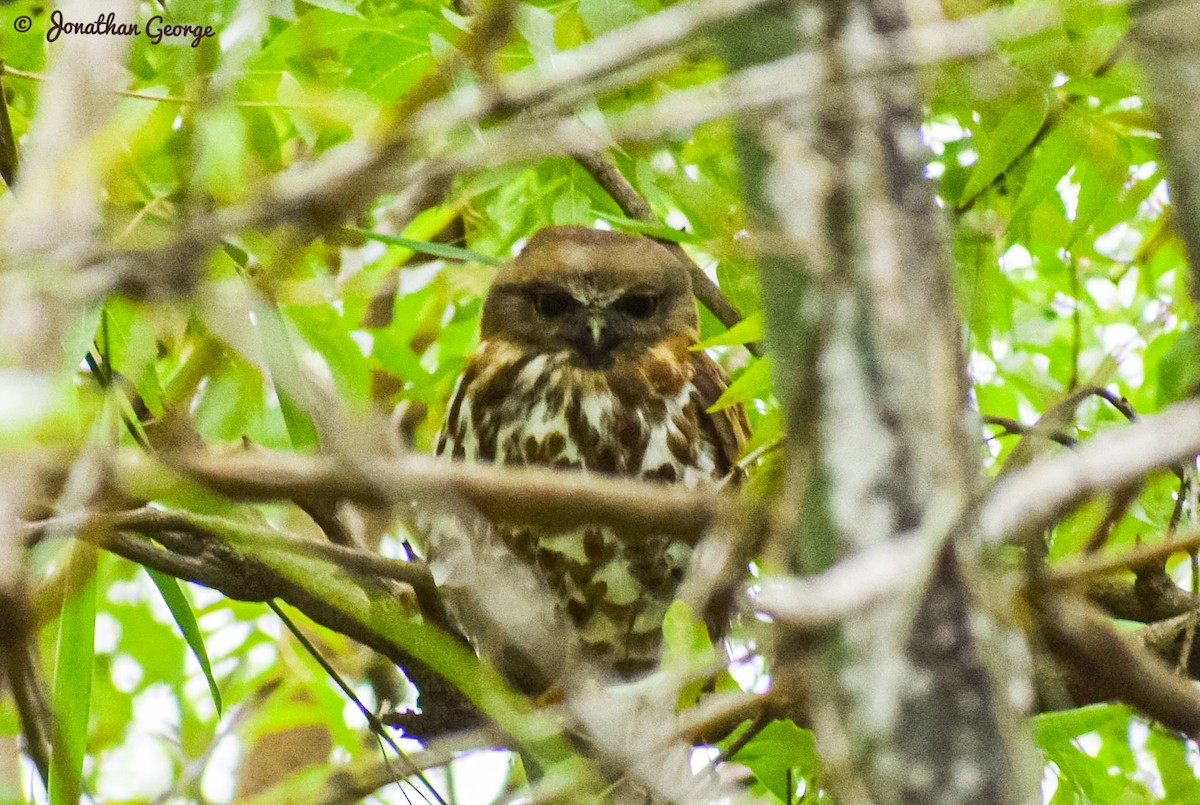 Brown Boobook - ML242516131