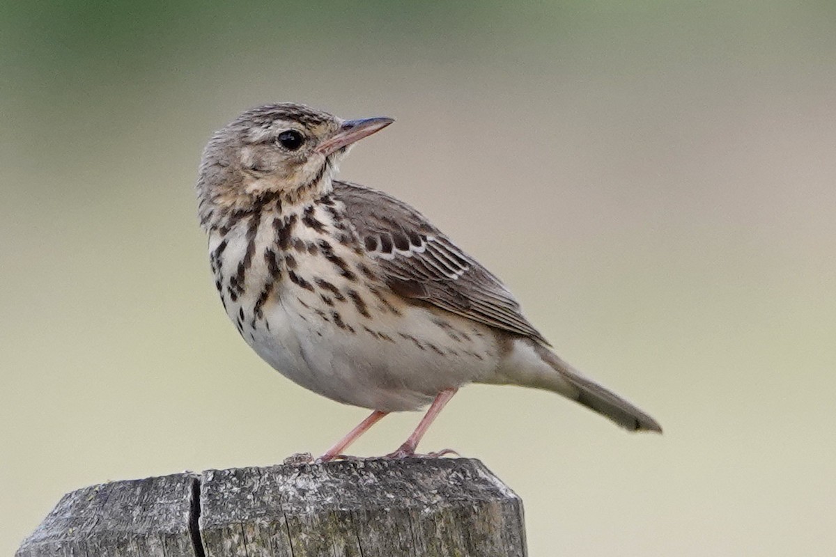 Tree Pipit - ML242516461