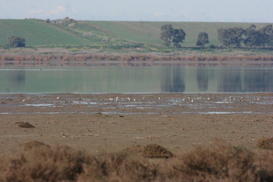 Double-banded Plover - Malcolm Cousland