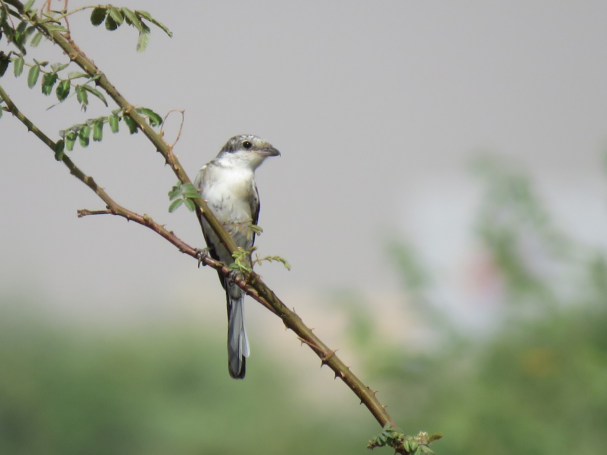 Masked Shrike - Jose Estrada