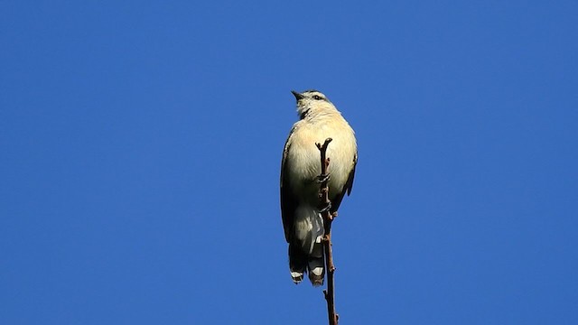 White-shouldered Triller - ML242520441