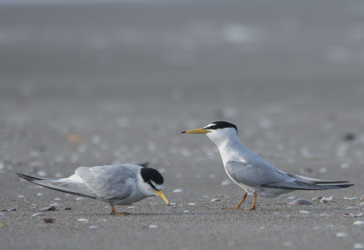 Little Tern - ML242522361