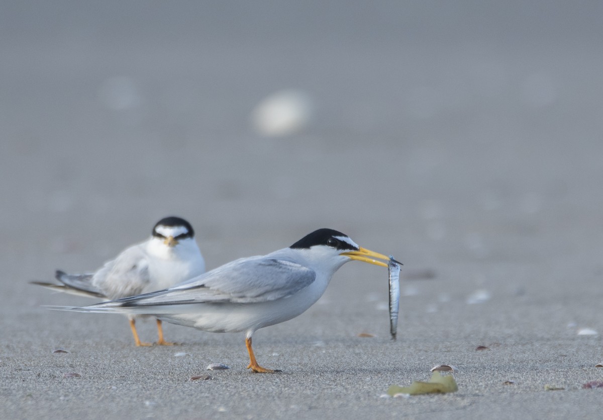 Little Tern - ML242522371