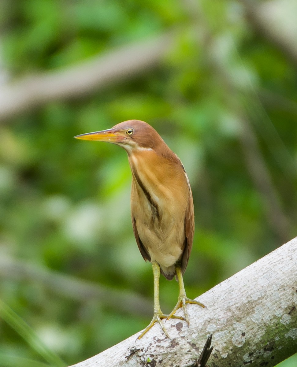 Cinnamon Bittern - ML242524461