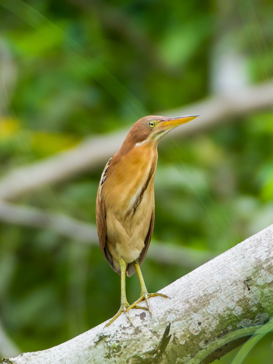 Cinnamon Bittern - ML242524541