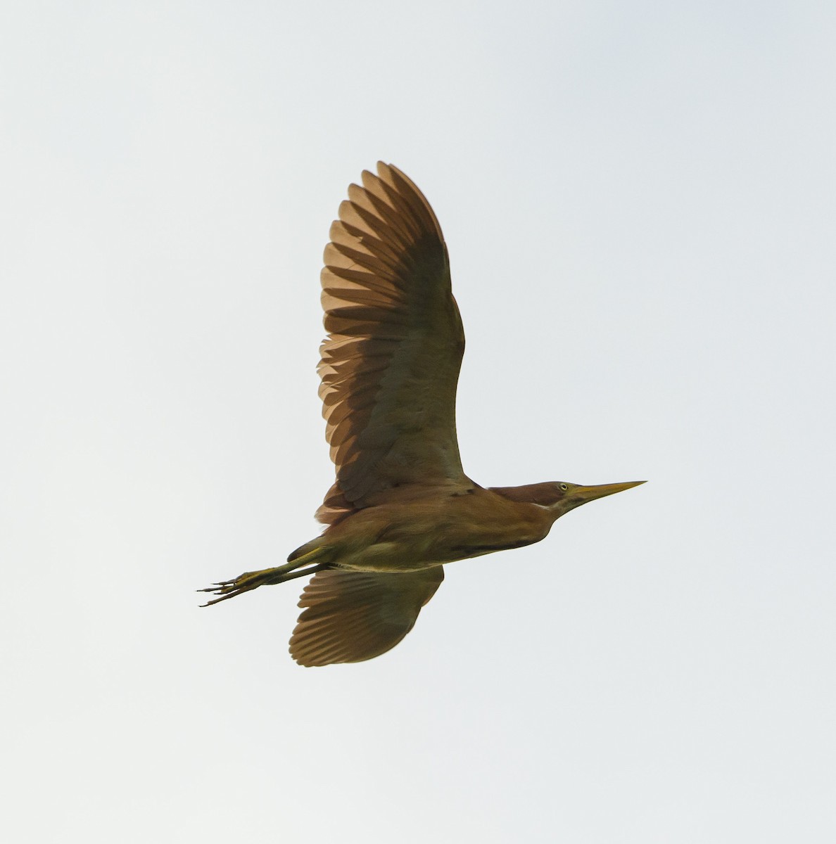 Cinnamon Bittern - ML242524591