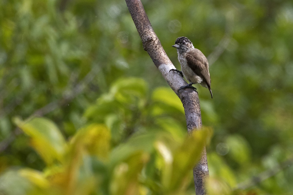 Ochraceous Piculet - Leonildo Piovesan