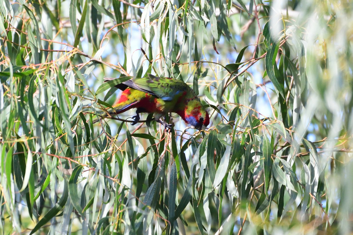 Crimson Rosella - ML242526151