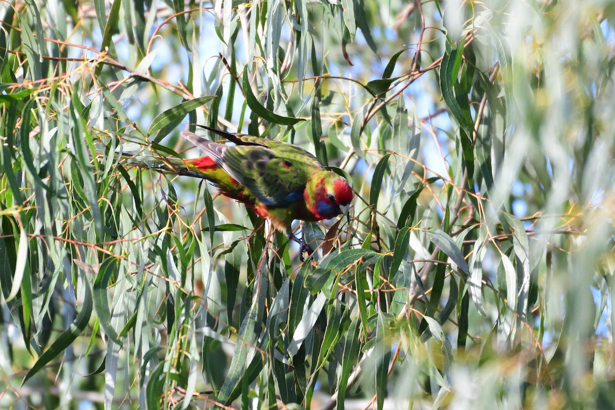 Crimson Rosella - ML242526171