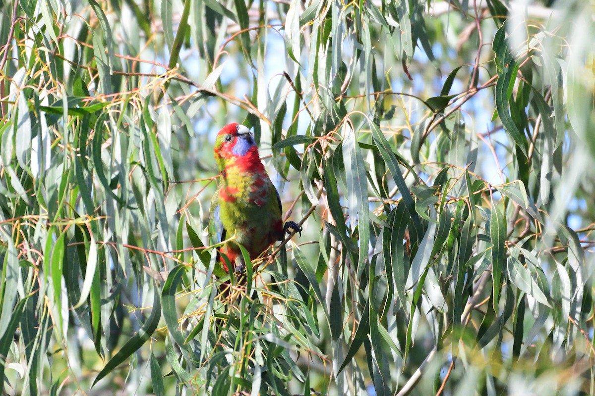 Crimson Rosella - ML242526181