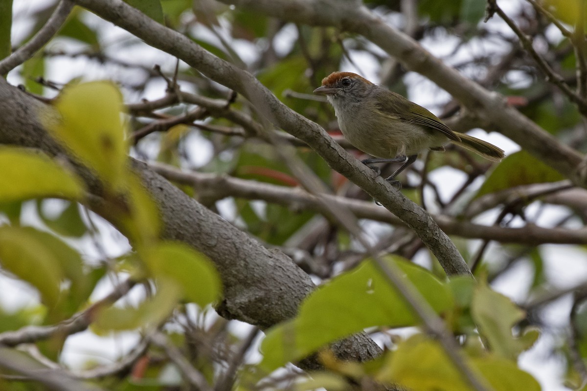 Gray-eyed Greenlet - Leonildo Piovesan