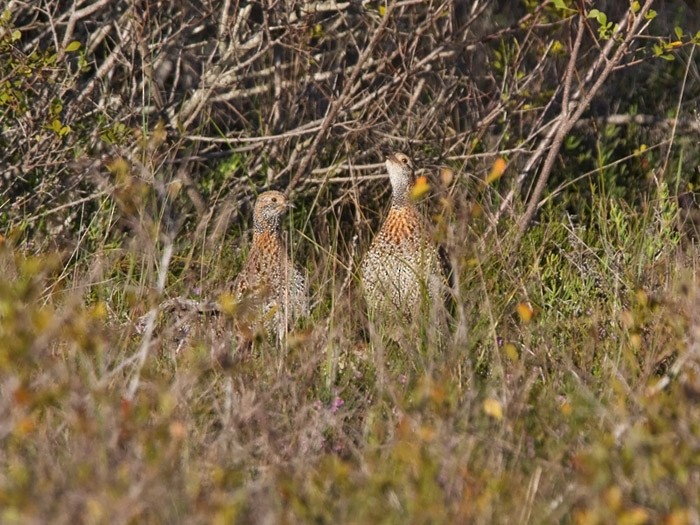 Gray-winged Francolin - ML242526871