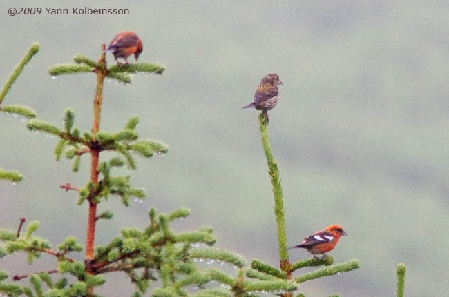 White-winged Crossbill (bifasciata) - Yann Kolbeinsson