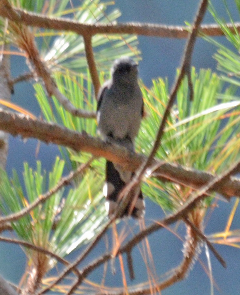 Gray-bellied Cuckoo - ML242527611