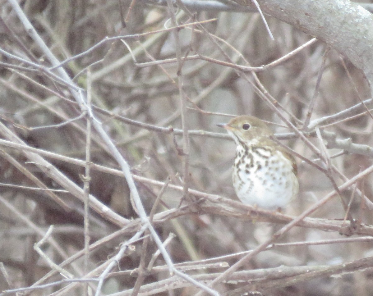 Hermit Thrush - ML24252921