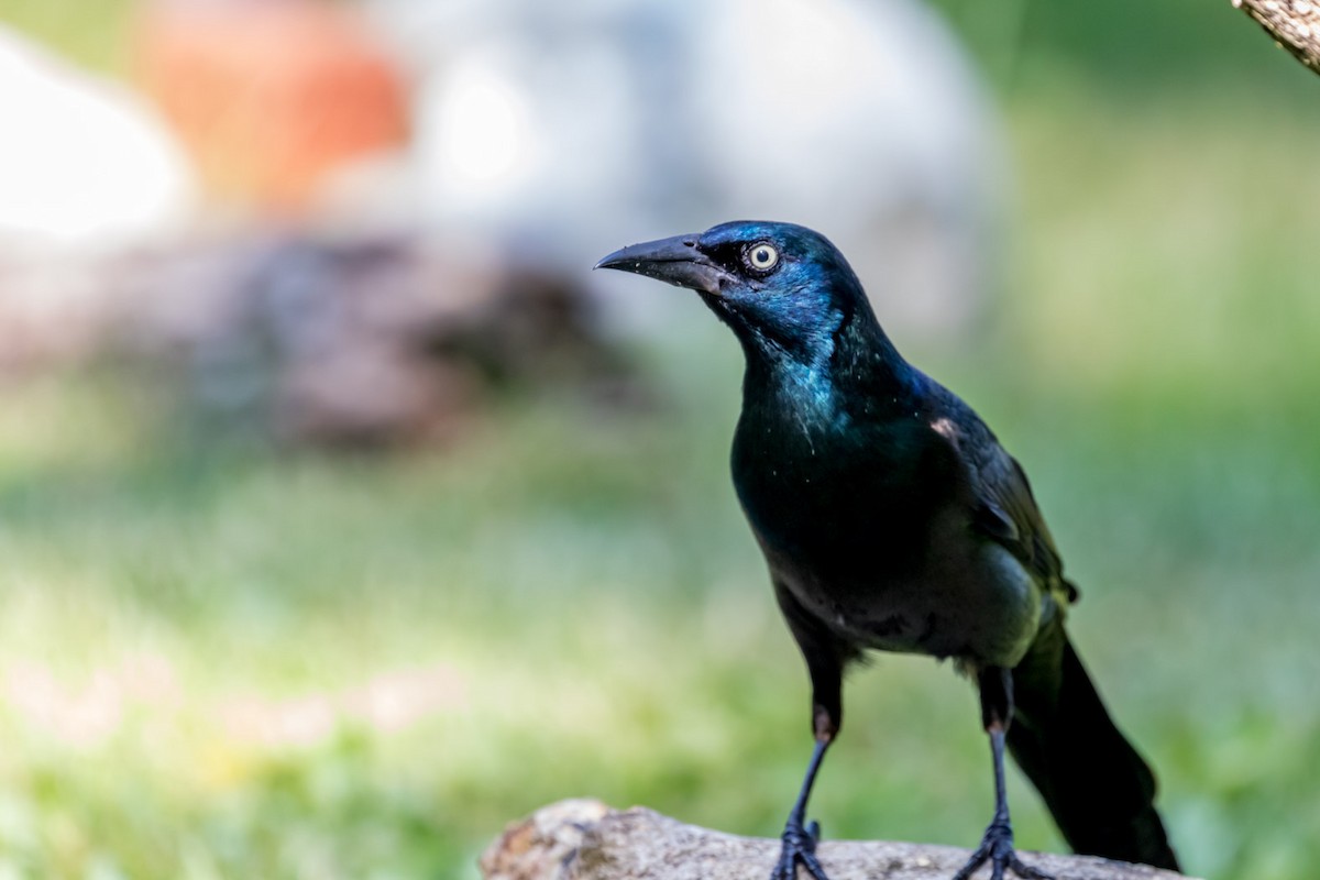 Common Grackle - ML242529571