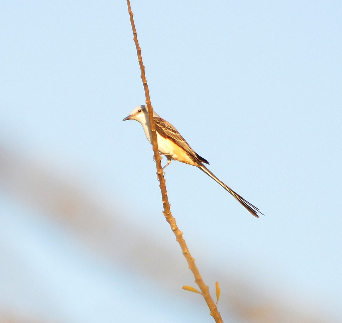 Scissor-tailed Flycatcher - Orlando Jarquín