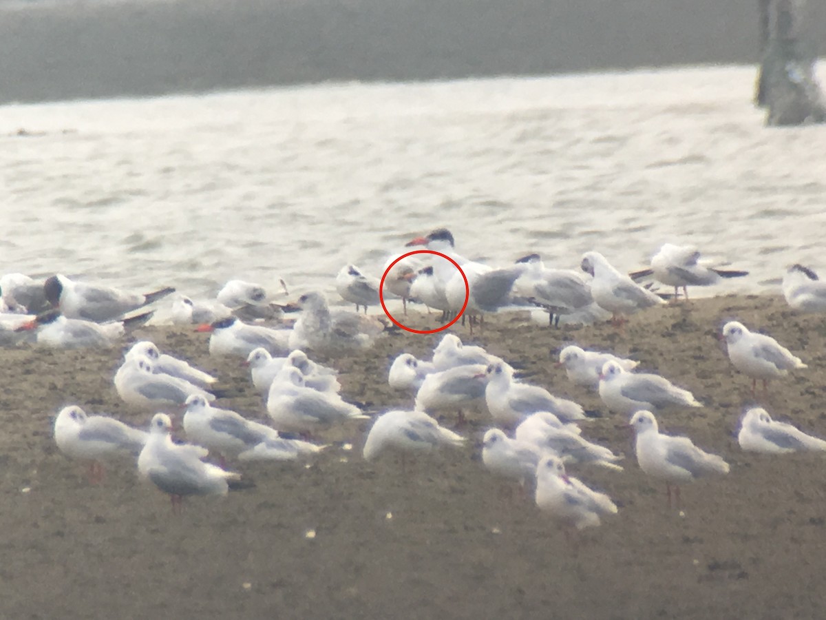 Chinese Crested Tern - ML242530451