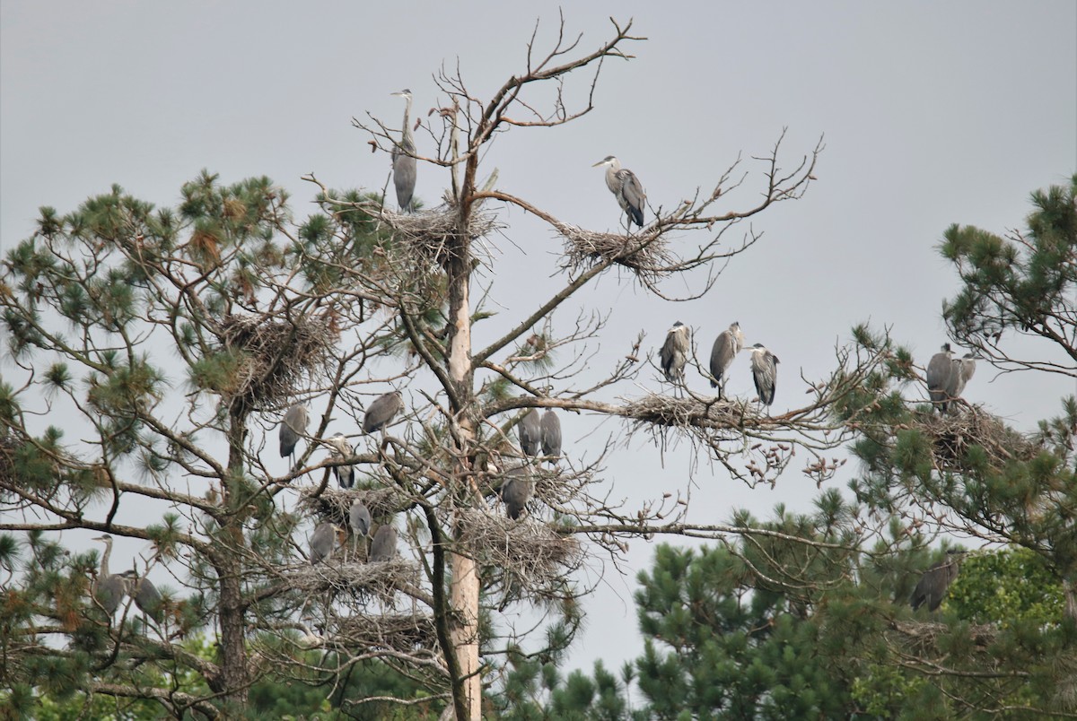 Great Blue Heron - ML242530521