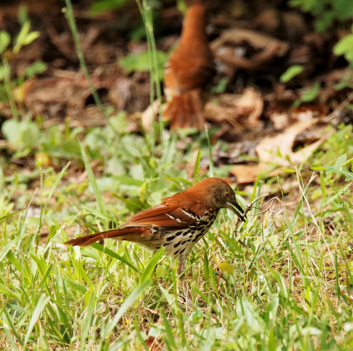 Brown Thrasher - ML242530761