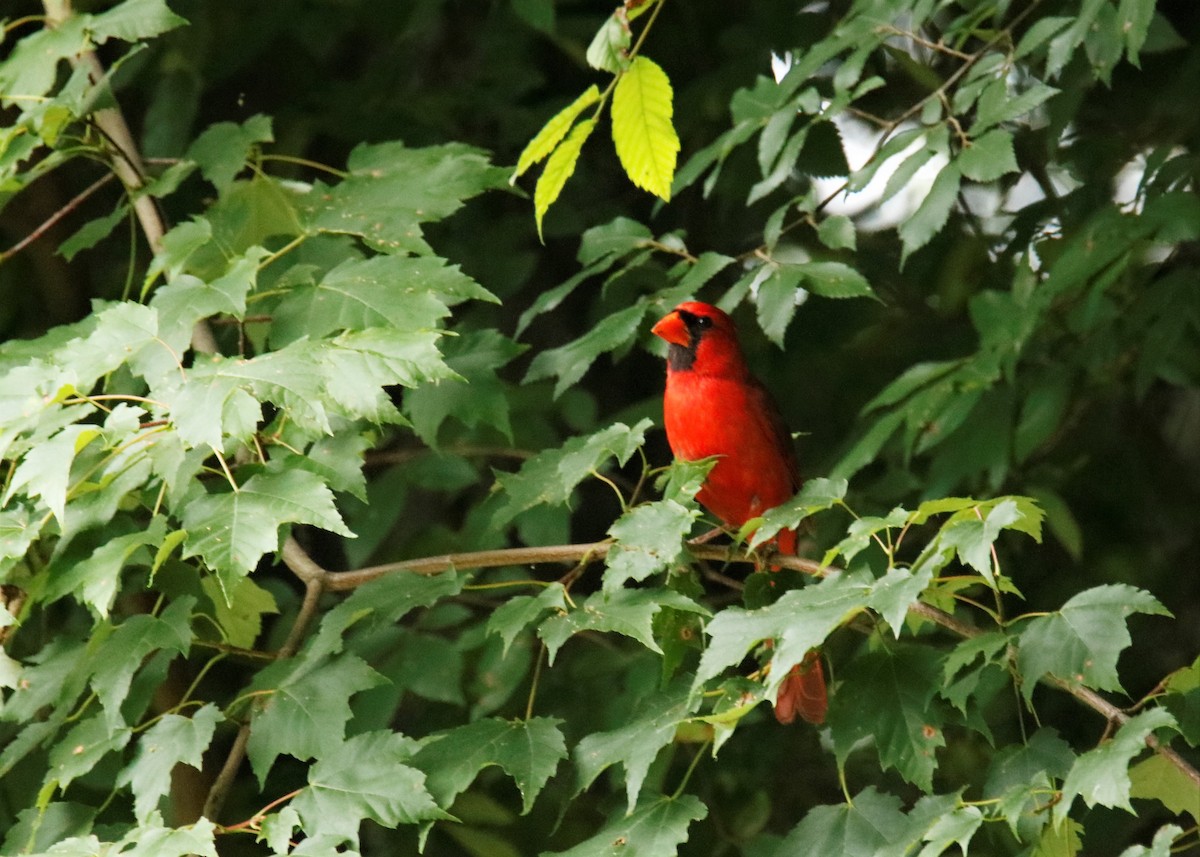 Northern Cardinal - ML242530811