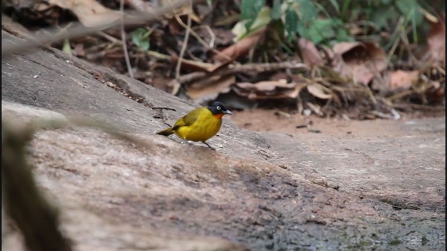 Bulbul à gorge rubis - ML242531011