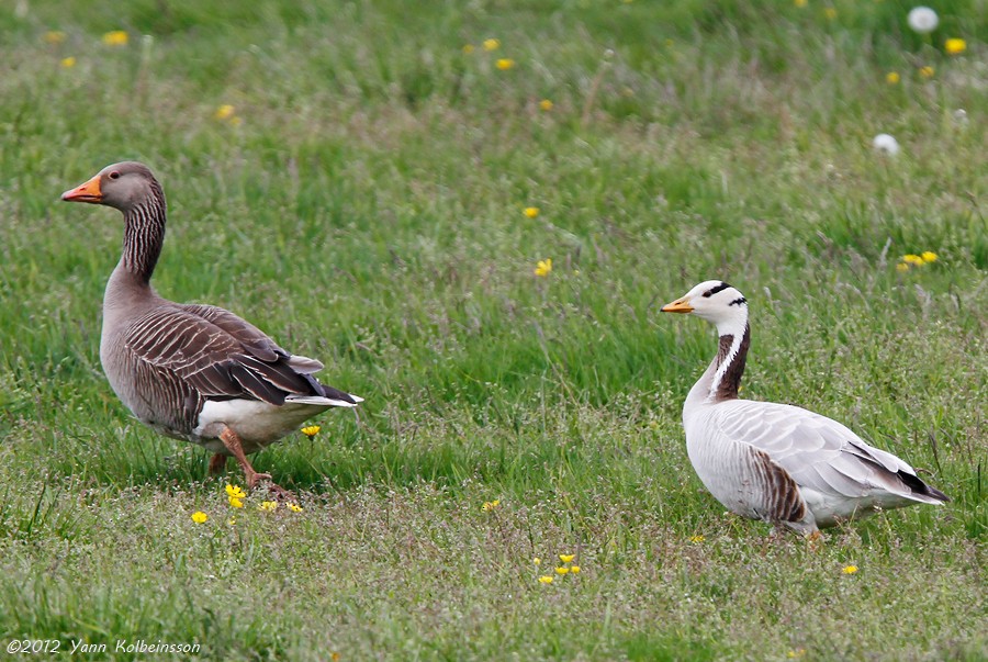 Bar-headed Goose - ML24253121