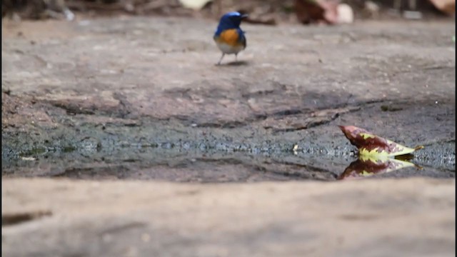 Blue-throated Flycatcher - ML242531431