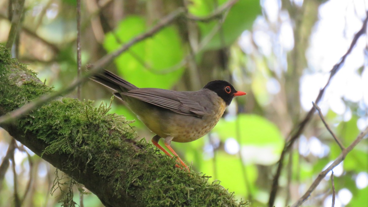 Yellow-throated Nightingale-Thrush - Jessie Stuebner