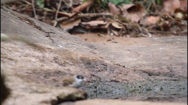 Dark-fronted Babbler - ML242531721