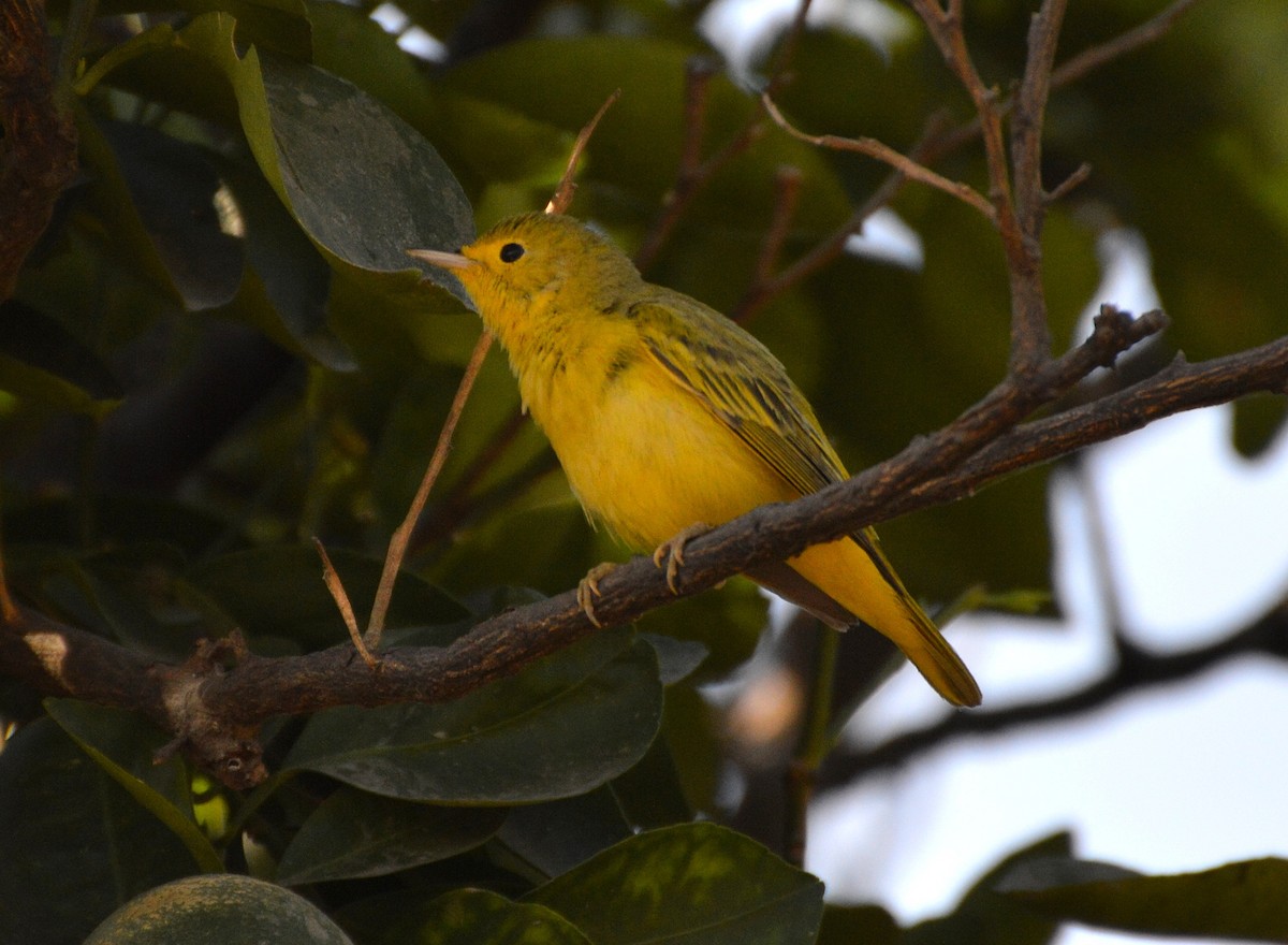 Yellow Warbler - Orlando Jarquín