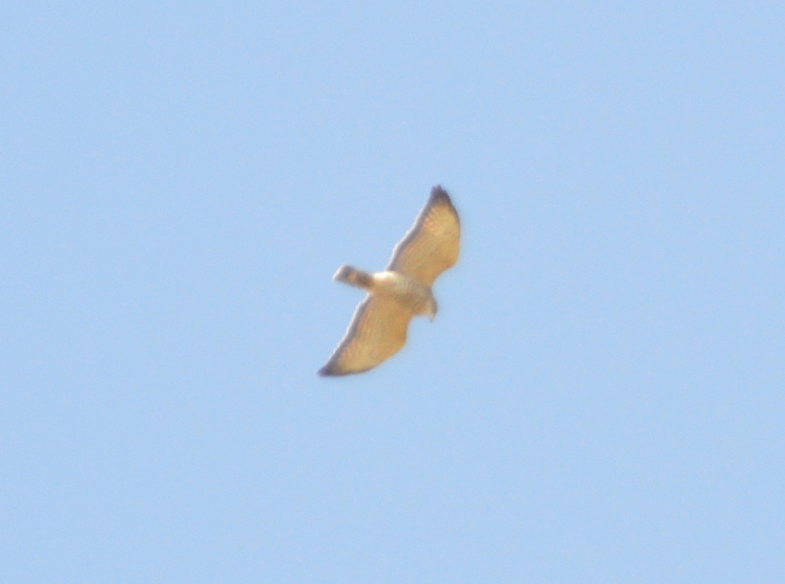 Broad-winged Hawk - Orlando Jarquín