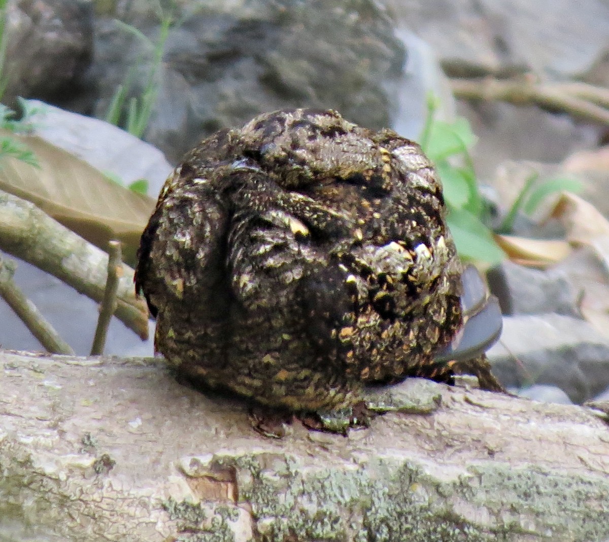 Gray Nightjar - ML242533431