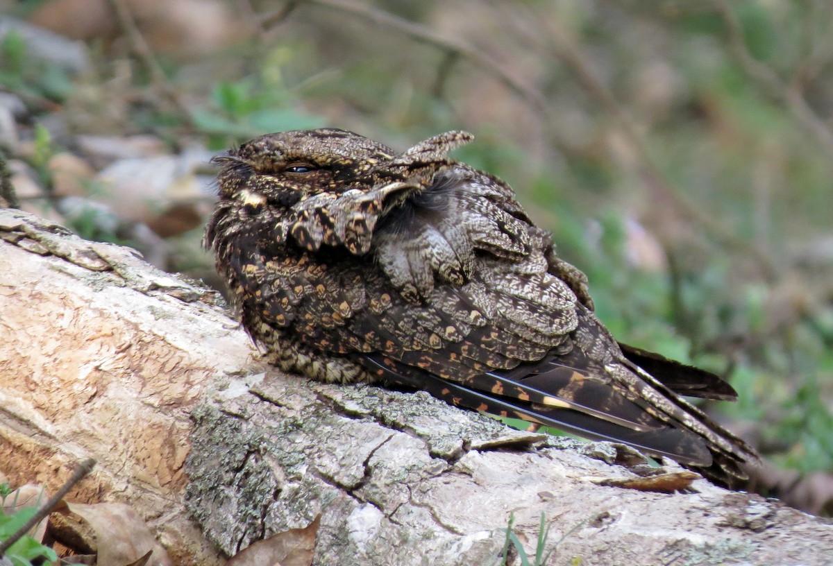 Gray Nightjar - ML242533601