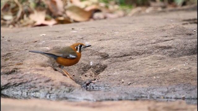 Orange-headed Thrush - ML242533671