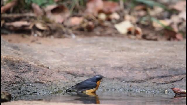 Indian Blue Robin - ML242534571