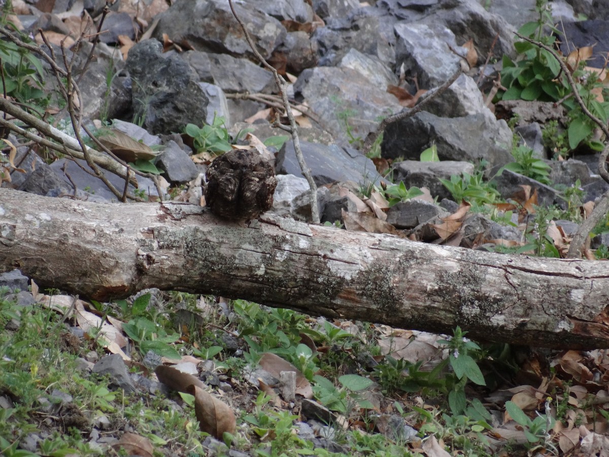 Gray Nightjar - ML242534731